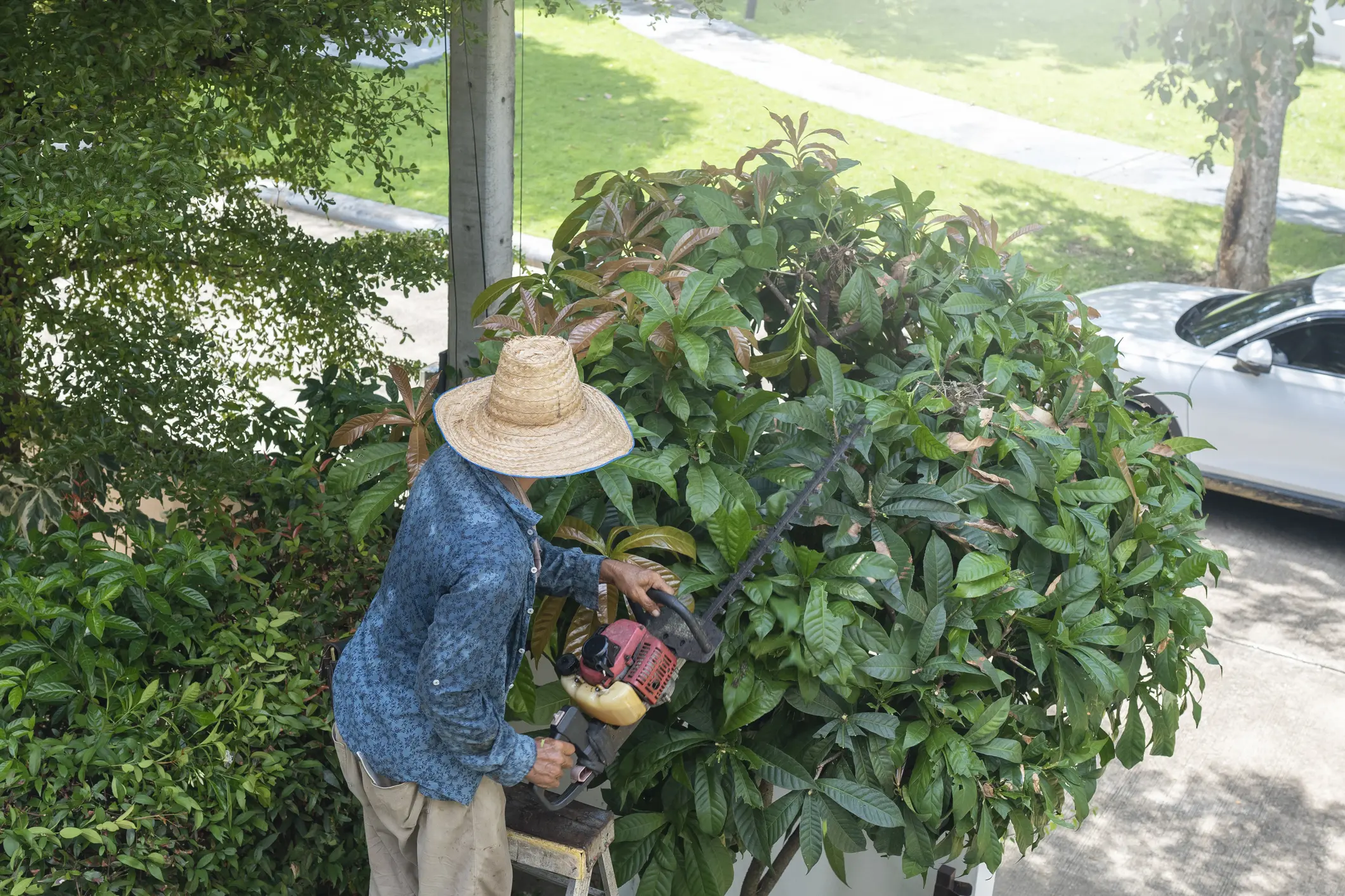Gardener trimming bush with electric trimmer.