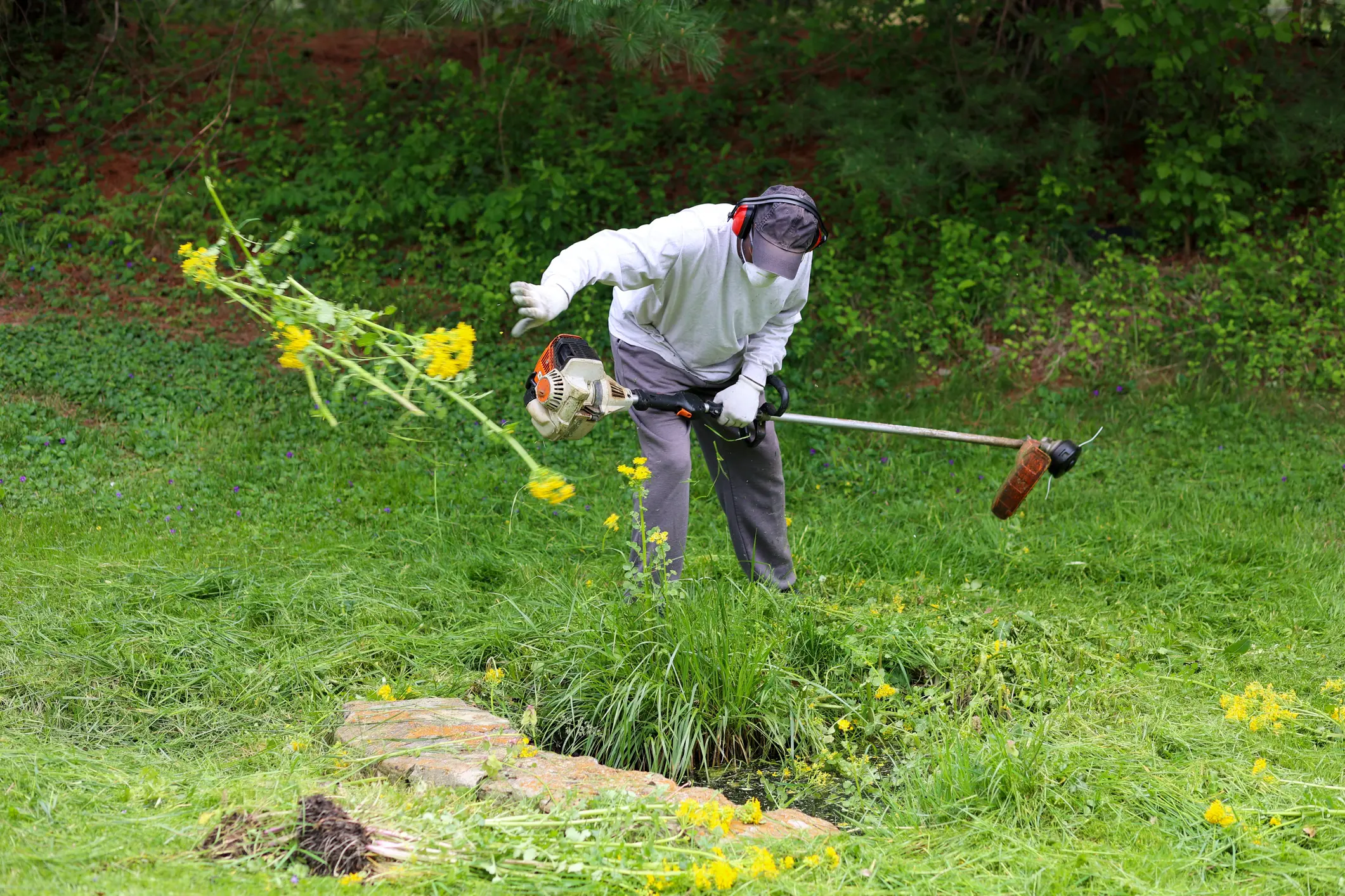 Person trimming plants in a grassy area.