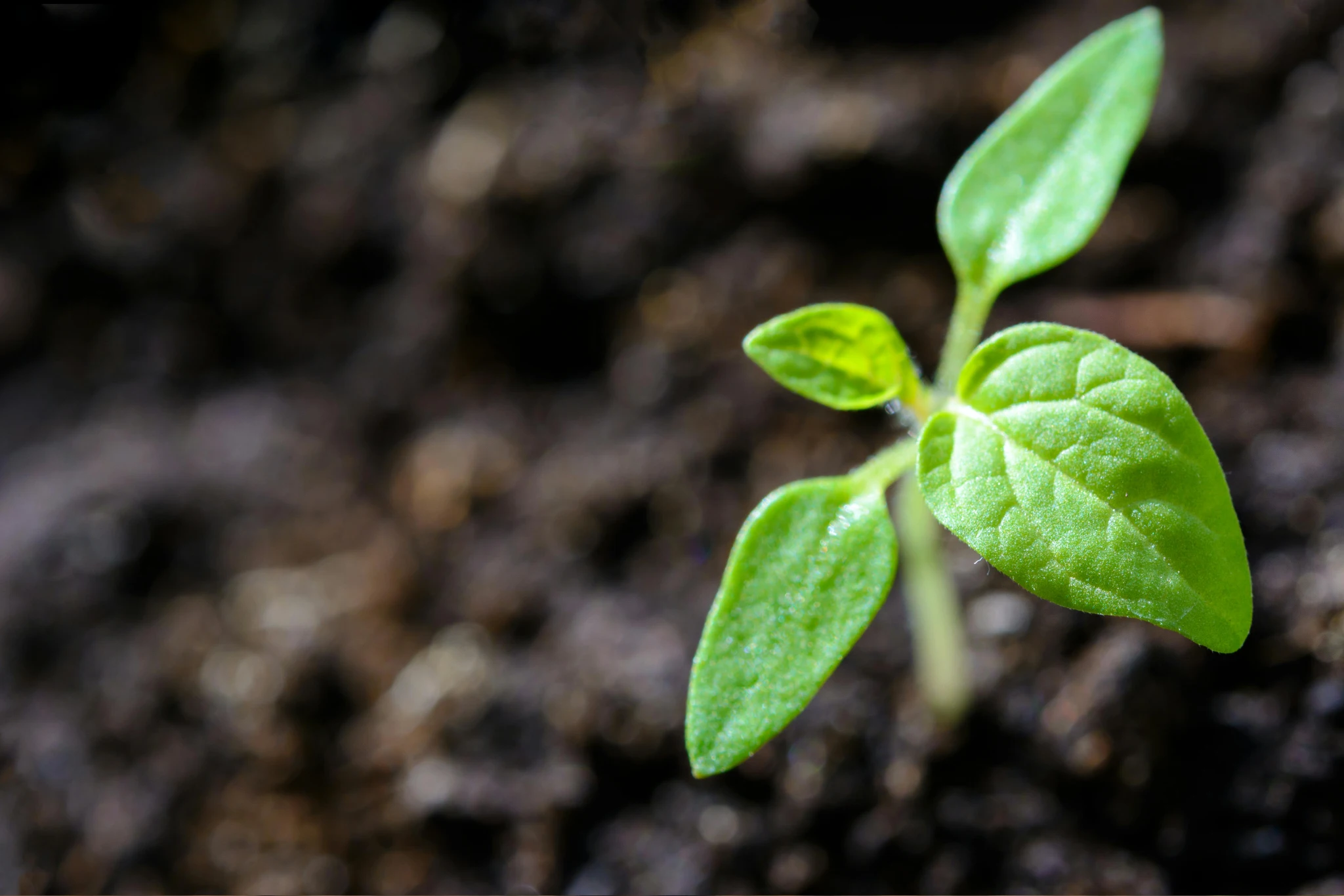 A small green seedling sprouting from the soil.